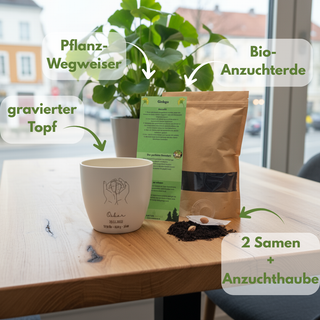 Darmstadt-Topf Ginkgo Anzucht-Set: Weißer Topf, Ginkgosamen, Erde, Anzuchtanleitung. Natur Macher. #Darmstadt