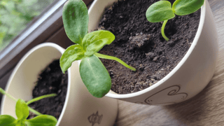 blumentopf graviert mit pflanze