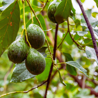avocado aus kern ziehen