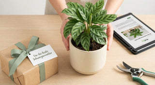 Geschenk Schwiegermutter Pflanze: Die beste Geschenkidee 2024