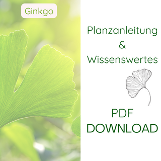 Ginkgo - Pflanzanleitung & Wissenswertes - pdf Download