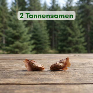 2 Nordmanntannen-Samen – Dein eigener (Weihnachts-)Baum zum Großziehen