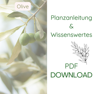 Olive - Pflanzanleitung & Wissenswertes - pdf Download