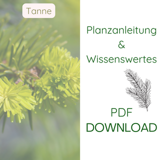 Nordmanntanne - Pflanzanleitung & Wissenswertes - pdf Download