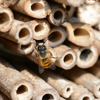 Insektenhotel bauen mit Kindern – Schritt-für-Schritt-Anleitung