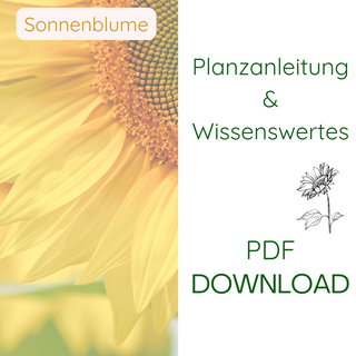 Sonnenblume - Pflanzanleitung & Wissenswertes - pdf Download