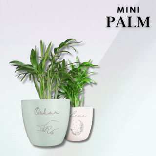 Mini Palm - personalisierter Blumentopf zur Geburt